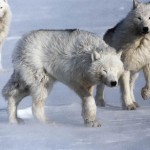 Arctic wolves