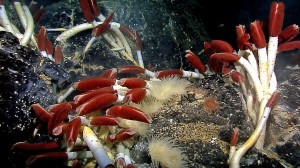 Scientists believe that habitable environments may exist in the subsurface of Mars as well as the interiors of some moons of the outer planets. Rather than photosynthesis, the researchers believe a number of life forms, similar to the giant tube worms shown here, may be powered by “chemosynthesis,” a process that does not require sunlight. (Courtesy NOAA)