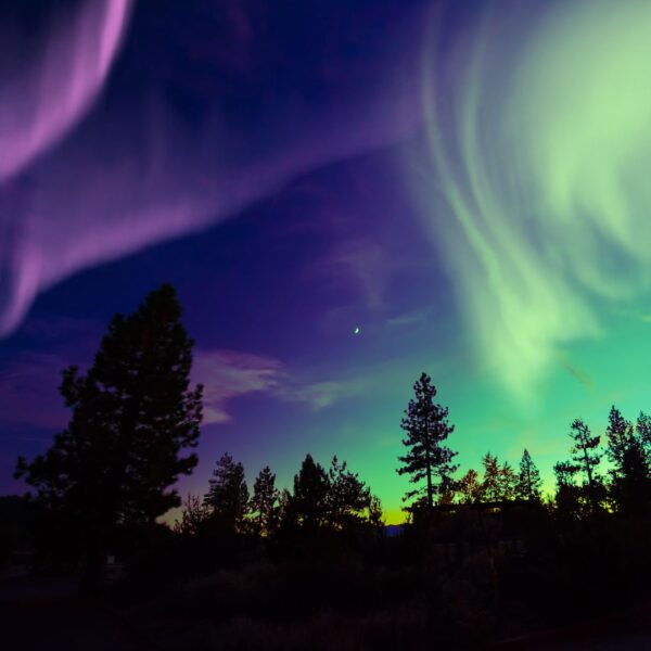Brightly colored auroras in the sky above silhouetted evergreen trees