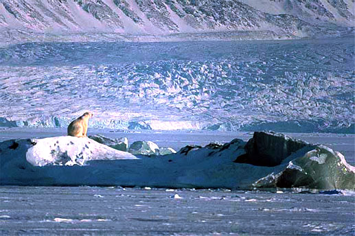 Polar Bear on Arctic Sea Ice