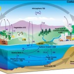 Carbon dioxide cycle diagram
